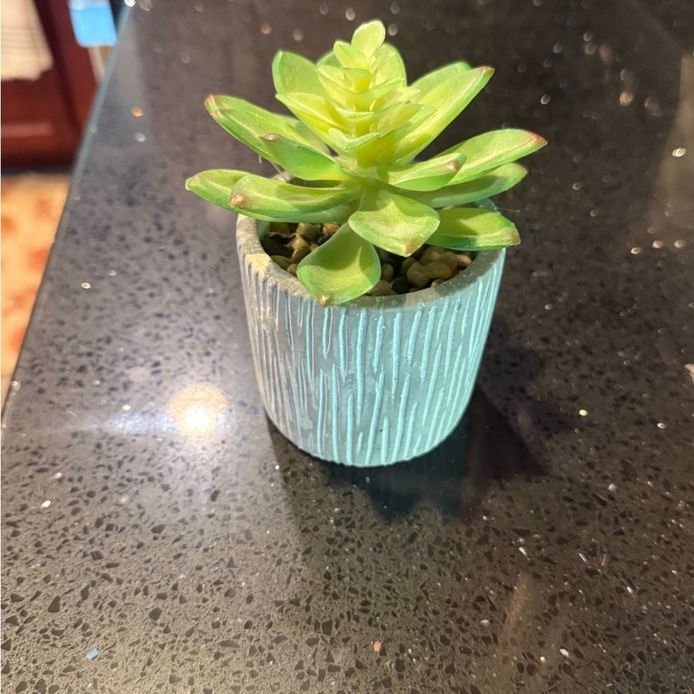 Set of 2 Green Succulents in Textured Pot